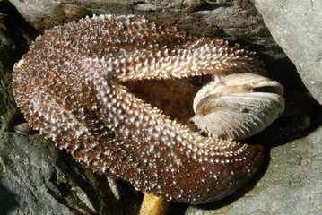 Starfish Opening Clam