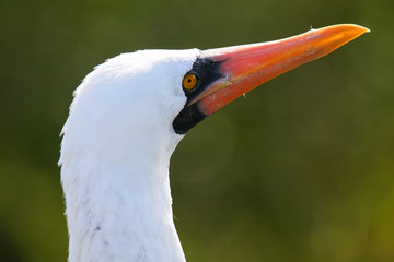 Portrait of Nazca Booby (Sula granti)