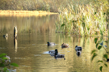 Ducks swimming in a golden pond with reeds and brush