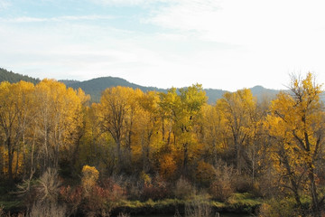 Beautiful yellow fall foliage in front of a mountain backdrop