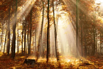 Foto op Canvas Mooie ochtend in het bos © Piotr Krzeslak