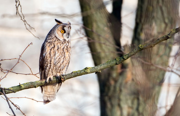 Long-eared owl (Asio otus)