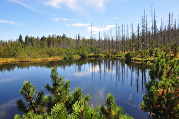 Latschensee im Bayerischen Wald