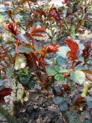 Neue Rosentriebe nach Rückschnitt