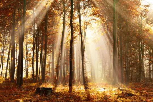 Fototapeta Beautiful morning in the forest