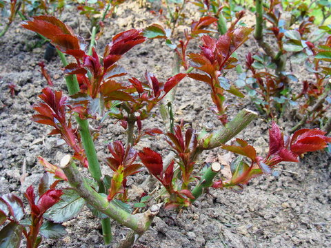 Rose treibt nach R&uuml;ckschnitt neu aus