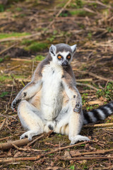 A lemur is sunbathing