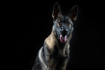 Portrait of a young female mullti-coloured German Shepherd dog i