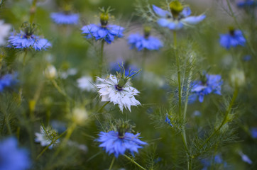 Nigella sativa - nature blue and white flowers
