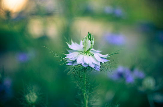 Fototapeta Nigella sativa - nature blue and white flowers