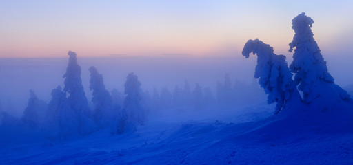 Winter Sunrise on Mount Brocken, above the Clouds, Fog, Spruce Trees Bent by Snow, Harz National...