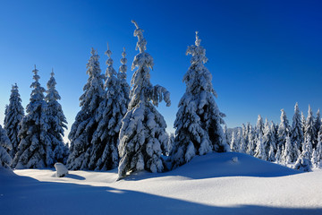 Fototapeta na wymiar Winter Landscape, Spruce Tree Forest Covered by Snow, bright sunshine, blue sky