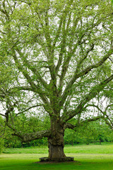 Fototapeta na wymiar Mighty Platanus Tree in a Park