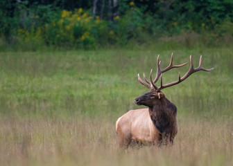 Bull Elk at Attention