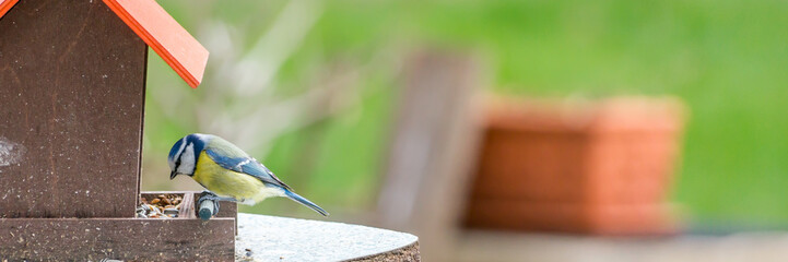 Blaumeise an einem Vogelhäuschen