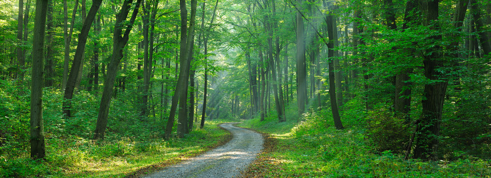 Fototapeta Footpath through Forest of Beech Trees illuminated by Sunbeams through Fog