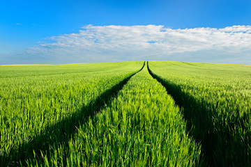 Green Field of Barley, Tractor Tracks Running up Hill, Spring Landscape under Blue Sky