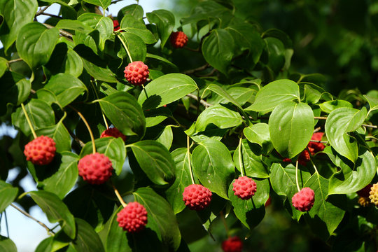Frucht des Asiatischer Blüten-Hartriegel (Cornus kousa)