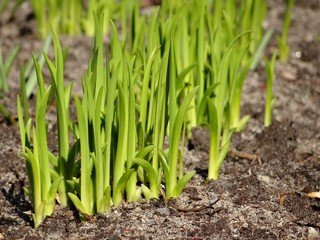 Group of light green, young iris shoots in front of dark, bare ground in spring. Their leaves stretch towards the sun and grow straight and tightly next to each other. April 2015.