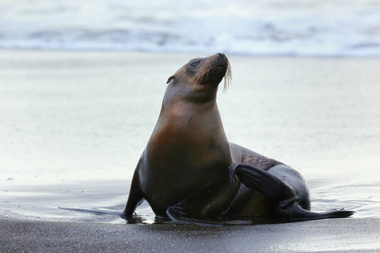 Galapagos sea lion on Santiago Island in Galapagos National Park