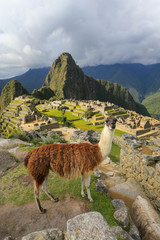 Llama standing at Machu Picchu overlook in Peru © donyanedomam