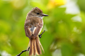 Galapagos flycatcher on Santiago Island, Galapagos National Park