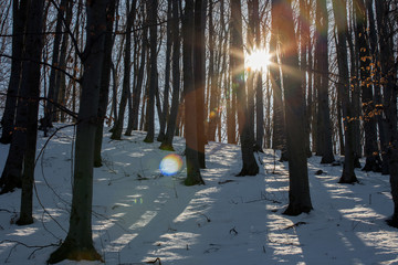 sunset in a snowy forest and lens flare