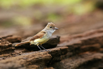 Galapagos flycatcher on Santiago Island, Galapagos National Park