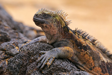 Marine iguana on Santiago Island, Galapagos National Park, Ecuad