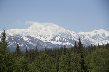 Fototapeta premium Denali mountain behind a backdrop of dense Alaskan forest