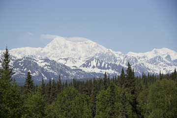 Denali mountain behind a backdrop of dense Alaskan forest
