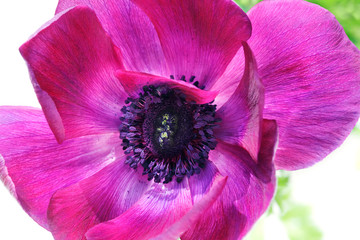 Naklejka premium Macro shot of a purple poppy anemone - Mona Lisa