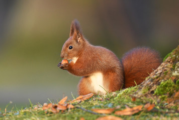 Red Squirrel (Sciurus vulgaris)