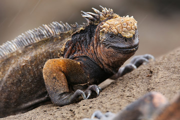 Marine iguana on Santiago Island, Galapagos National Park, Ecuad