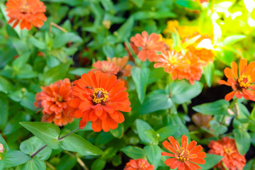 Vivid close up Zinnia flower