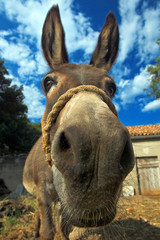 Donkey head funny