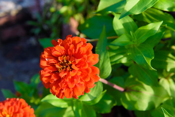 Vivid close up Zinnia flower