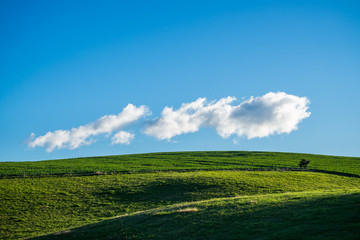 Green meadow and blue sky
