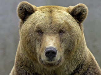 Brown bear head shot simetry, eyecontact