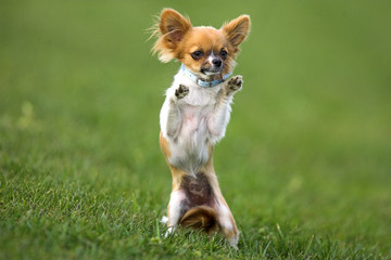 small dog standing on back feet, green background