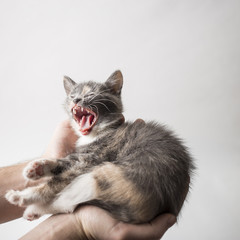 Small a sleepy kitten lies on a the hands of man and yawns. Close-up