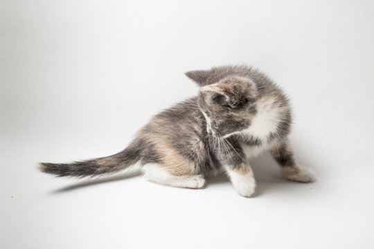 Little inquisitive kitten tricolor is studying his tail on a white background