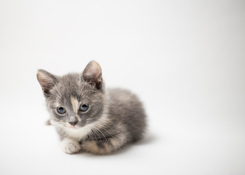 Little a lonely kitten tricolor lies quietly and looking with sad eyes on a white background