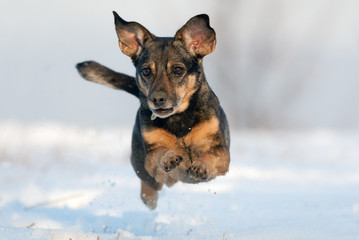 Dog jumping on snow