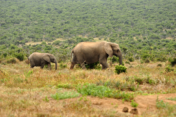Fototapeta premium Elephants in the wild, Eastern Cape, South Africa