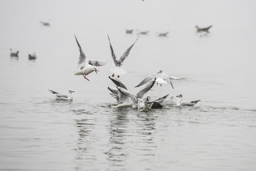 Flock of of seagulls