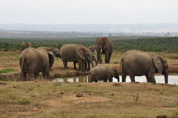 Obraz na płótnie Canvas Elephants in the wild, Eastern Cape, South Africa