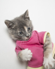 Pretty of playful the kitten in scarlet shirt on white background. Close-up