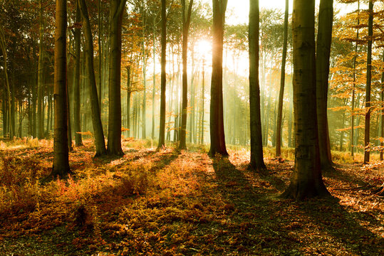 Fototapeta autumn forest