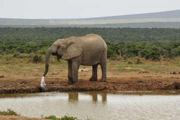 Elephants in the wild, Eastern Cape, South Africa